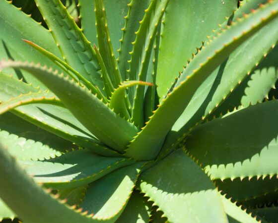 photo masque maison miel aloe vera